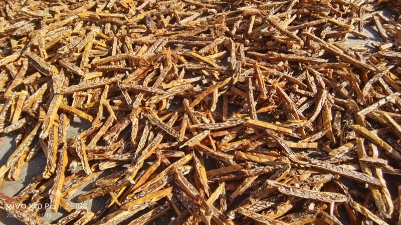 栝蒌实瓜蒌条选货各种规格量大优惠