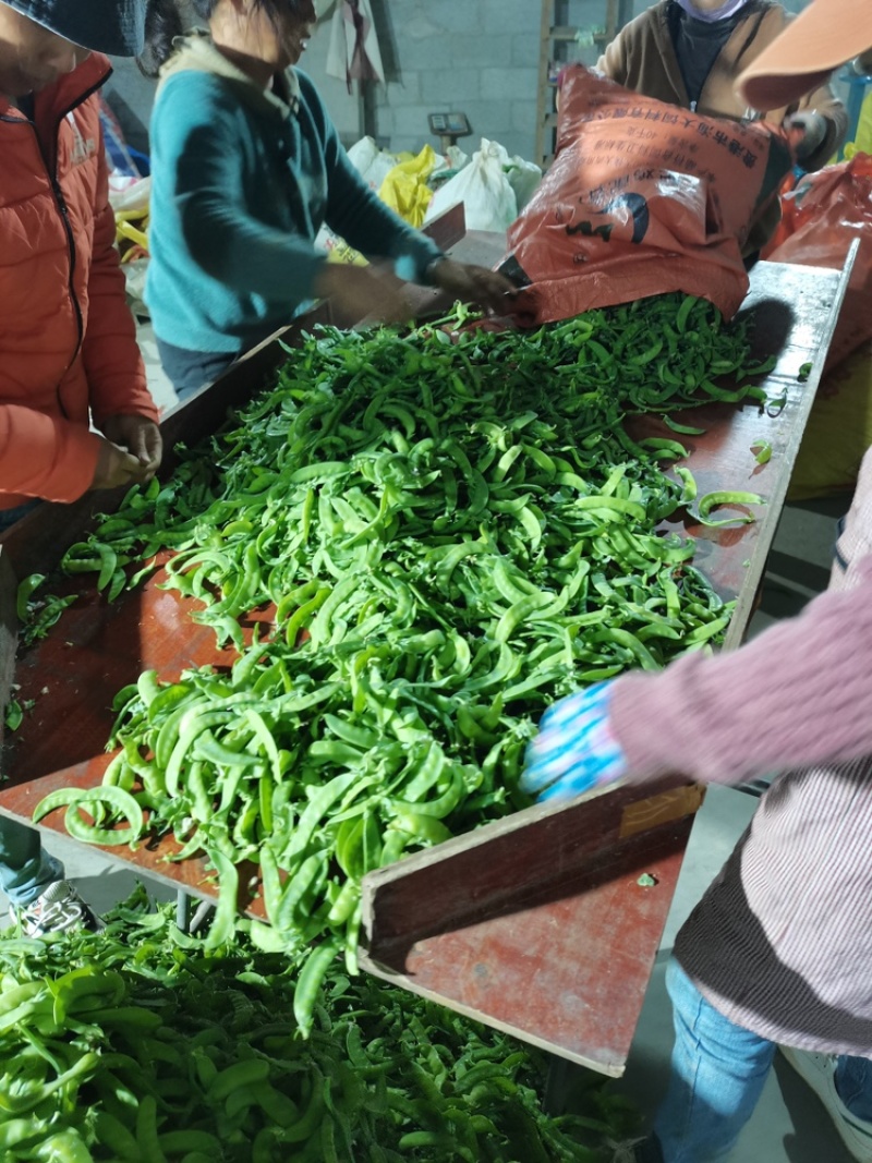 广西南宁荷兰豆产地直发，一手货源视频看货，对接商超市场