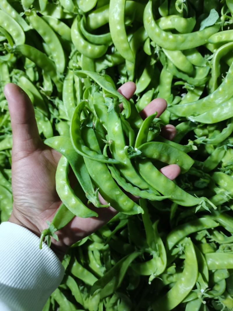 广西南宁荷兰豆产地直发，一手货源视频看货，对接商超市场