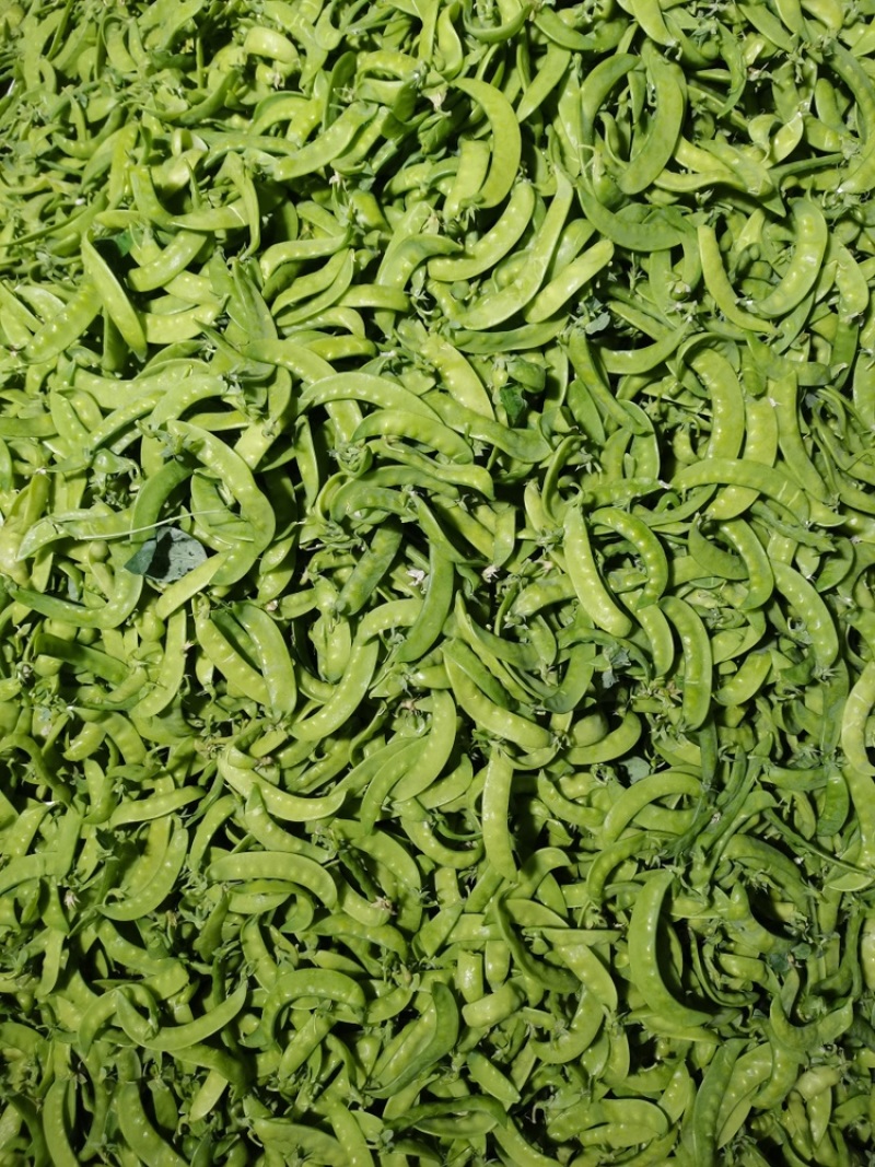 广西南宁荷兰豆产地直发，一手货源视频看货，对接商超市场