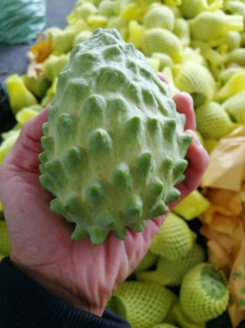 新鲜释迦，健康美味，**特惠！