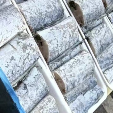 东海舟山带鱼