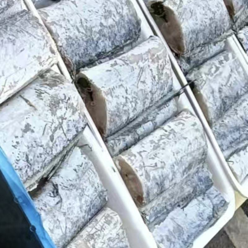 东海舟山带鱼
