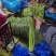 金乡冷库供应红帽蒜苔杂交蒜苔，精品，原包。