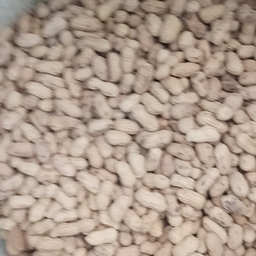 炒熟原味花生产地直销，欢迎新老顾客合作共赢！