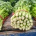 【芹菜】河南中小西芹芹菜，大量批发，商场，电商有需要联系