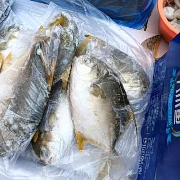 金鲳鱼