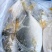 金鲳鱼