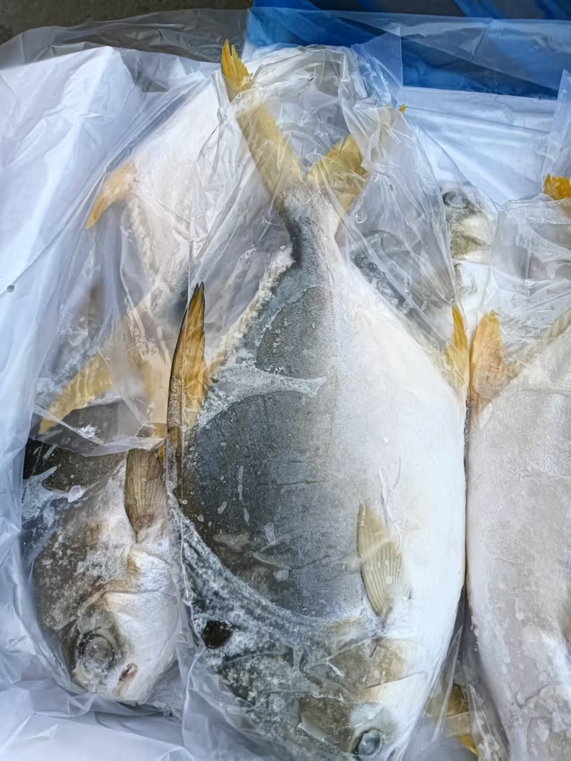金鲳鱼