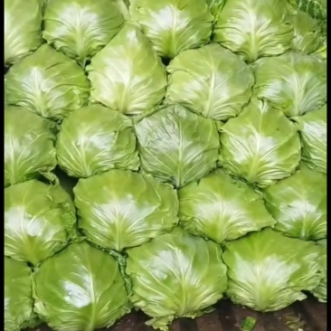 甘蓝圆包菜大量上市，可视频看货，散装，手提袋全国发货