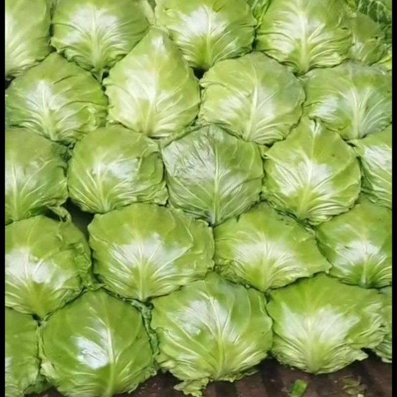 甘蓝圆包菜大量上市，可视频看货，散装，手提袋全国发货