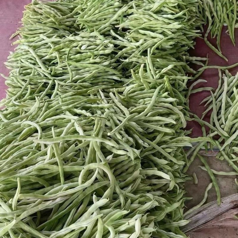 宏雨芯片架豆种子白荚长芸豆种籽高产四季豆种子农家春秋蔬菜