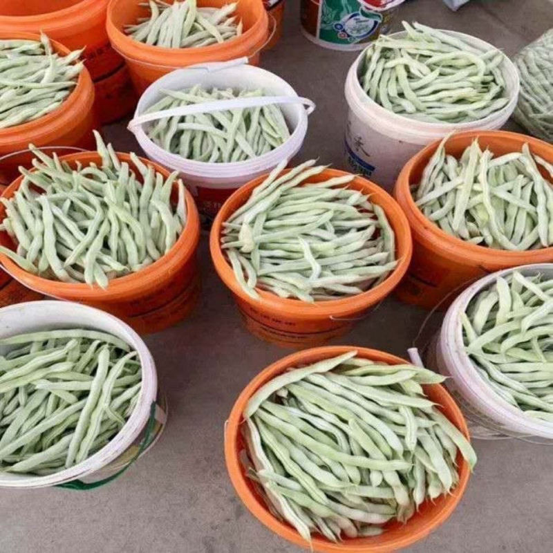 宏雨芯片架豆种子白荚长芸豆种籽高产四季豆种子农家春秋蔬菜