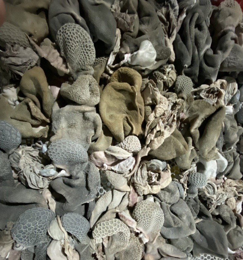 羊杂