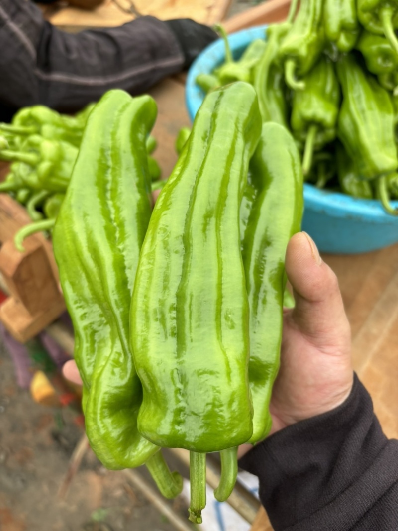 湛江。精品泡椒，产地一手货源，价格美丽，可对接各大商超