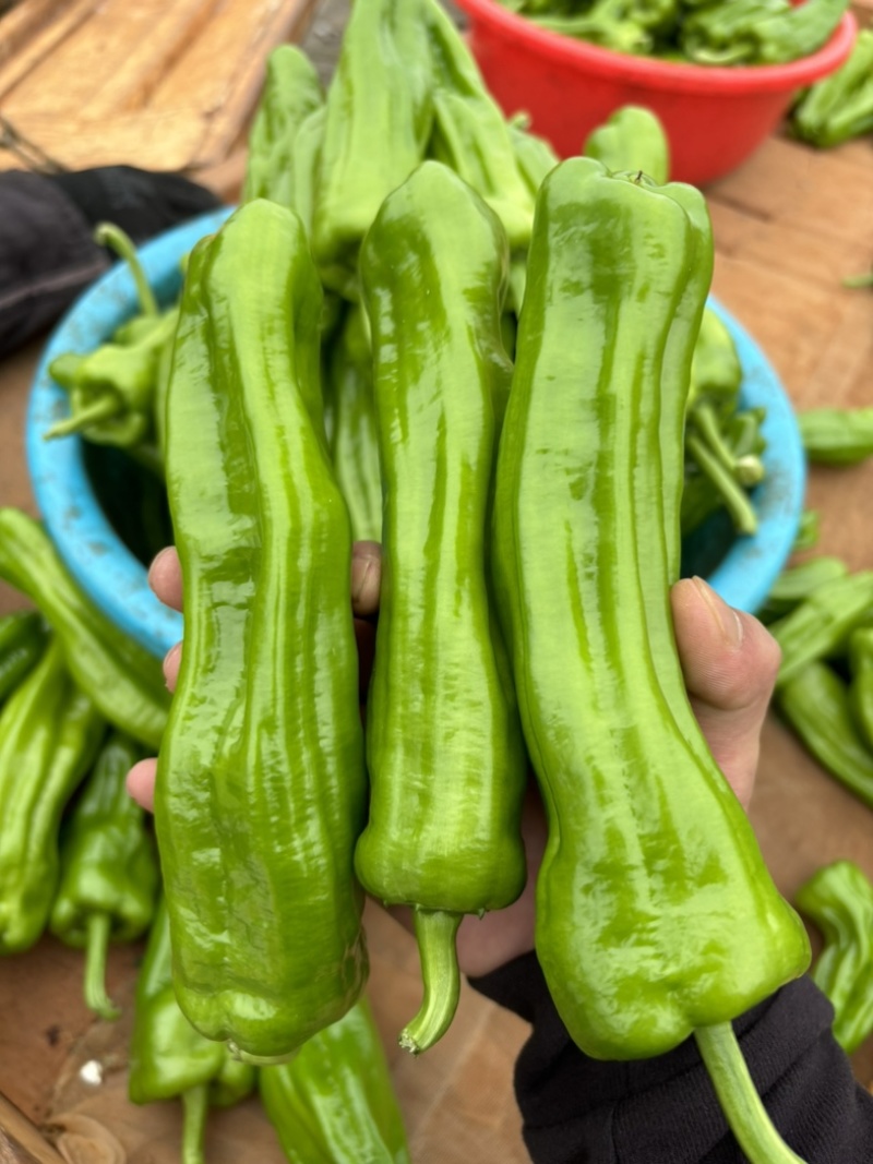 湛江。精品泡椒，产地一手货源，价格美丽，可对接各大商超