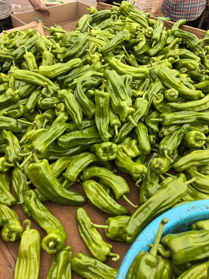 湛江。精品泡椒，产地一手货源，价格美丽，可对接各大商超