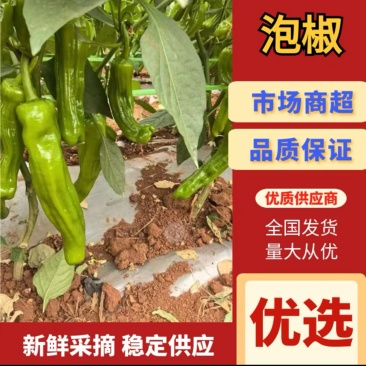 湛江。精品泡椒，产地一手货源，价格美丽，可对接各大商超
