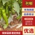 湛江。精品泡椒，产地一手货源，价格美丽，可对接各大商超
