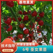 6号圣女果苗小番茄苗存活率高山东种苗基地直发