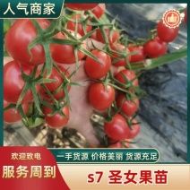 【精品】s7小番茄苗千禧贝贝圣女果苗子各种种苗基地直发