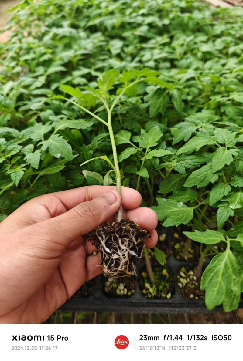 【精品】s7小番茄苗千禧贝贝圣女果苗子各种种苗基地直发