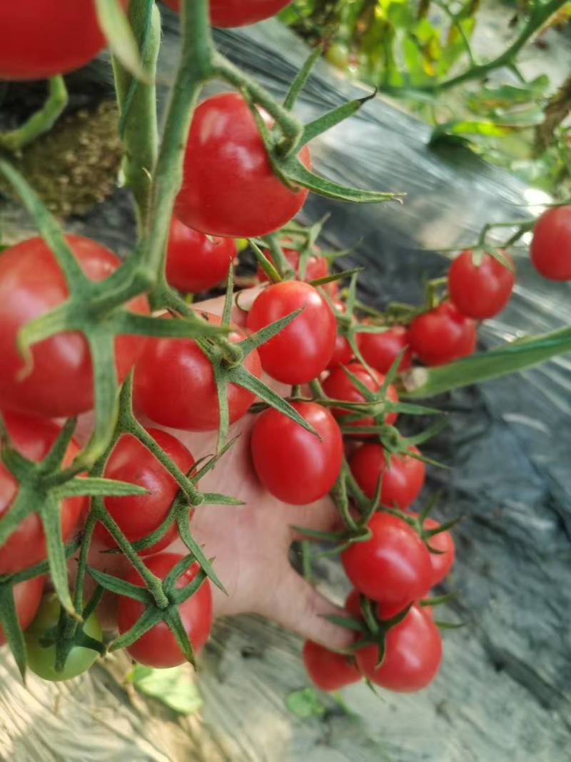 【精品】s7小番茄苗千禧贝贝圣女果苗子各种种苗基地直发