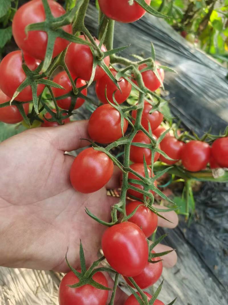 【精品】s7小番茄苗千禧贝贝圣女果苗子各种种苗基地直发