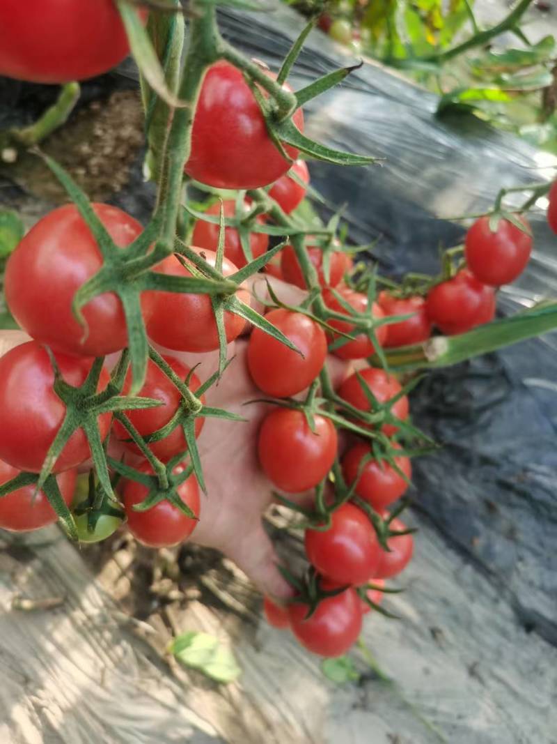 【精品】s7小番茄苗千禧贝贝圣女果苗子各种种苗基地直发
