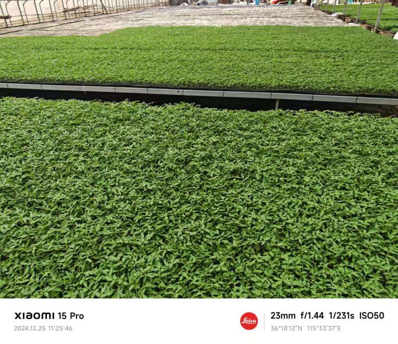【精品】s7小番茄苗千禧贝贝圣女果苗子各种种苗基地直发