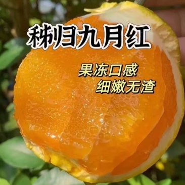 【实力供货】九月红脐橙大中小果齐全果园直采保质保量橙味十足