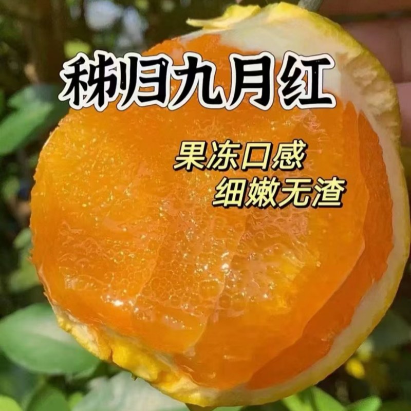 【实力供货】九月红脐橙大中小果齐全果园直采保质保量橙味十足