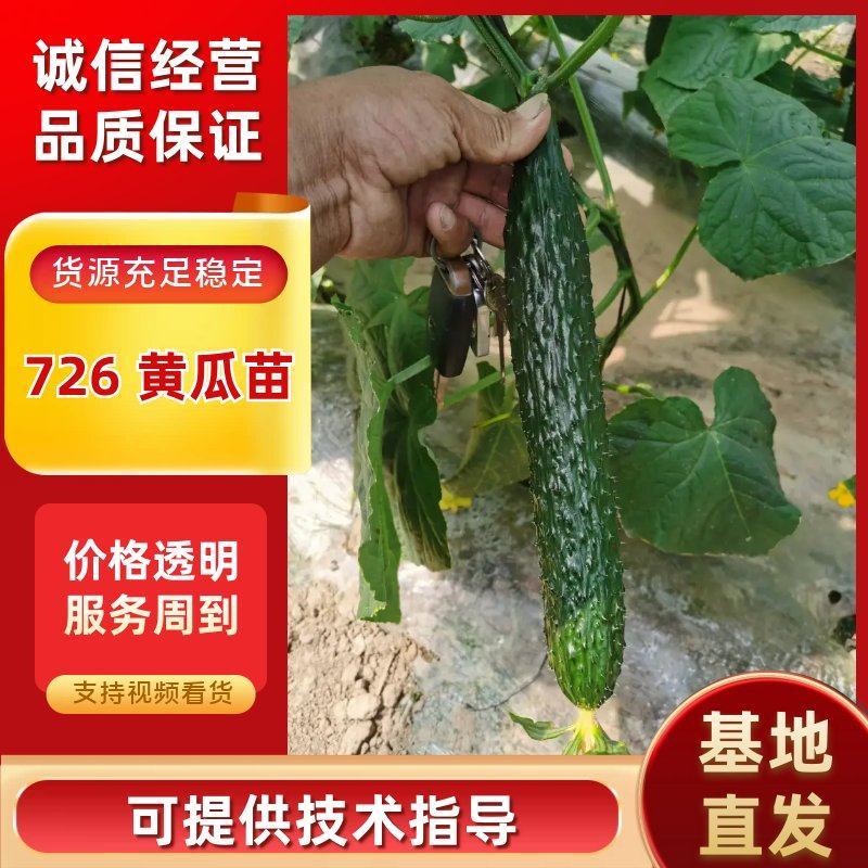 优质大黄瓜苗密刺黄瓜苗青瓜苗726号黄瓜苗嫁接黄瓜苗