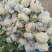 鲜花菜上市精品松花菜菜花青更白面有机花小米粒