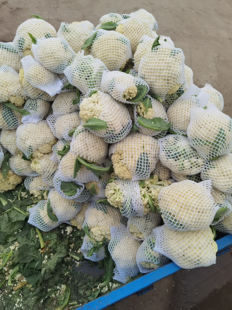 鲜花菜上市精品松花菜菜花青更白面有机花小米粒