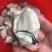 白生蚝大量供应，新鲜现开，各规格均有，支持各渠道免费寄样