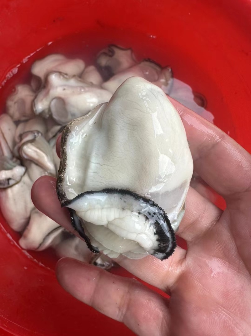 白生蚝大量供应，新鲜现开，各规格均有，支持各渠道免费寄样
