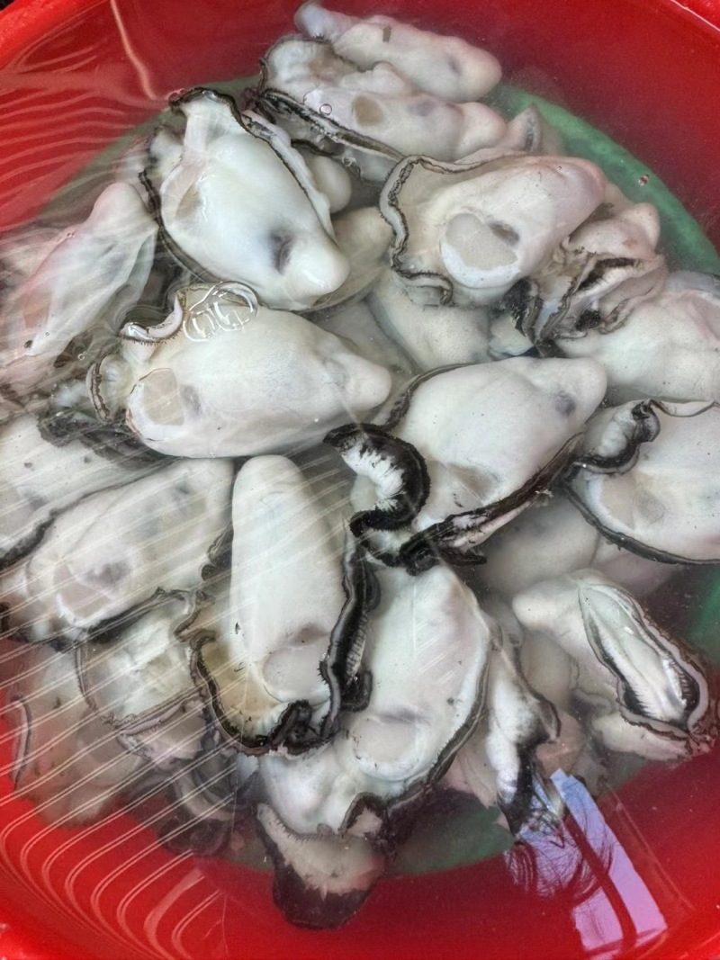 白生蚝大量供应，新鲜现开，各规格均有，支持各渠道免费寄样