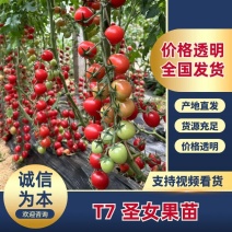 T7圣女果苗千禧小番茄苗贝贝果苗山东种苗基地直发
