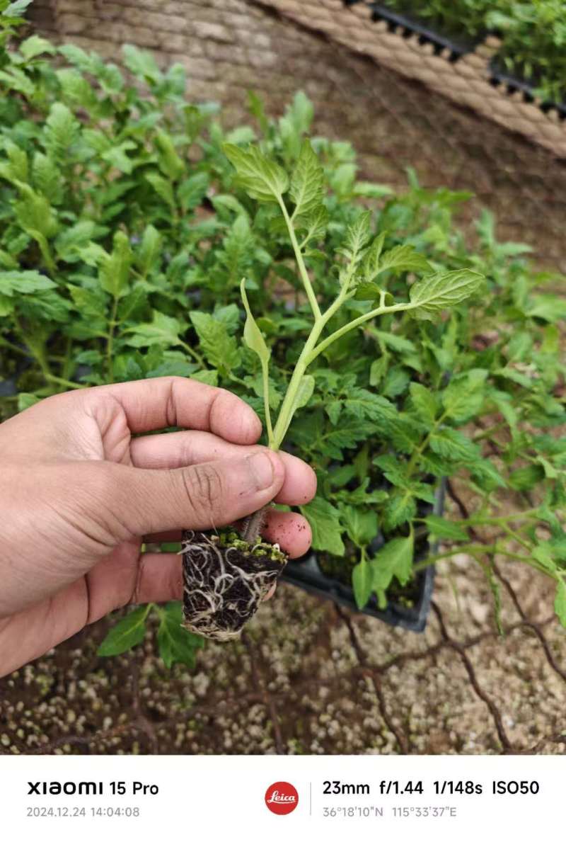 T7圣女果苗千禧小番茄苗贝贝果苗山东种苗基地直发