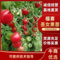 福喜圣女果苗优质高产小番茄苗小西红柿苗子存活率高
