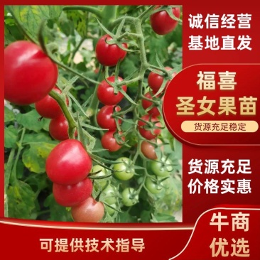 福喜圣女果苗优质高产小番茄苗小西红柿苗子存活率高