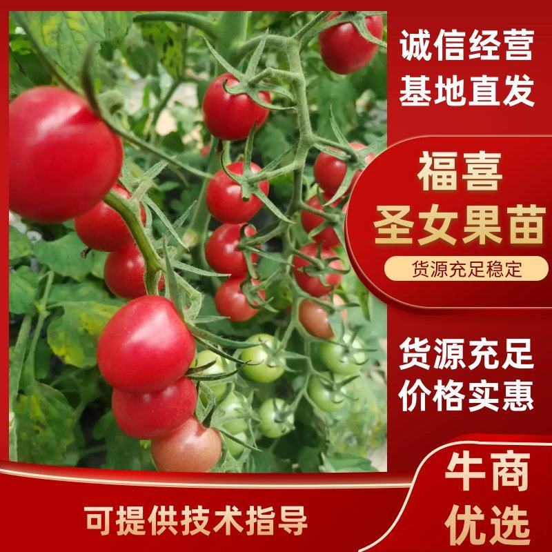 福喜圣女果苗优质高产小番茄苗小西红柿苗子存活率高