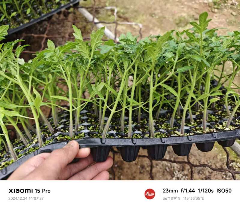 福喜圣女果苗优质高产小番茄苗小西红柿苗子存活率高