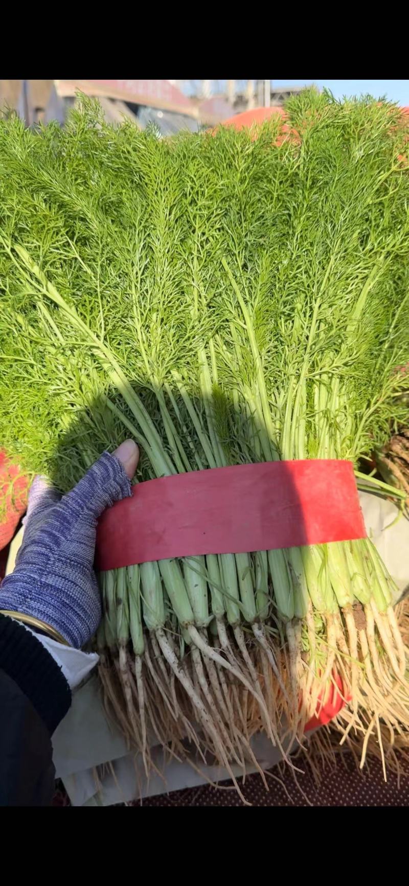 茴香苗