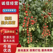 山东种苗基地各种小番茄种苗靓妃圣女果苗口感好产量高