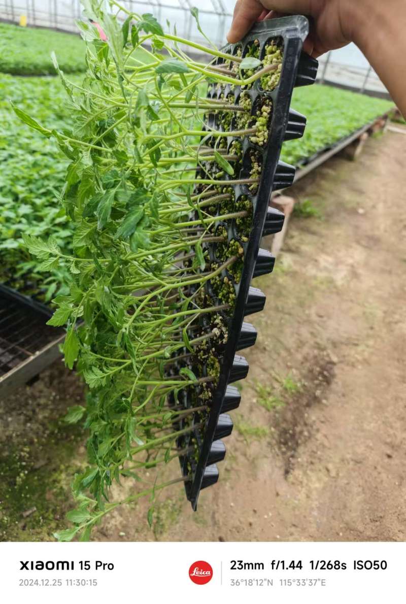 山东种苗基地各种小番茄种苗靓妃圣女果苗口感好产量高