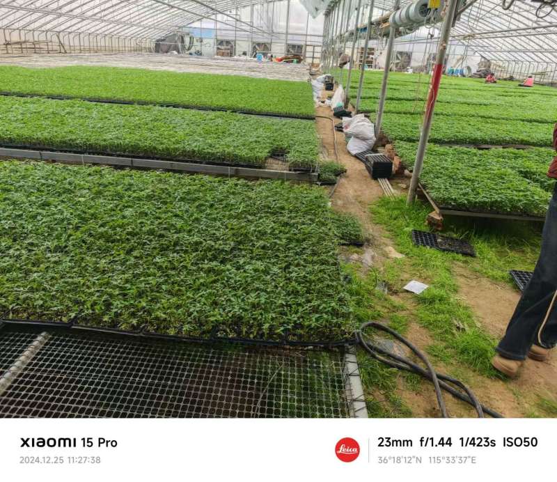 山东种苗基地各种小番茄种苗靓妃圣女果苗口感好产量高