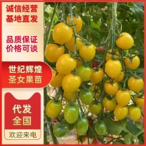 世纪辉煌小番茄苗黄色圣女果苗樱桃番茄苗小柿子苗包邮