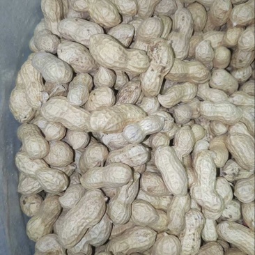 全年供应干花生，精选带壳干花生炒货厂批发电商批发